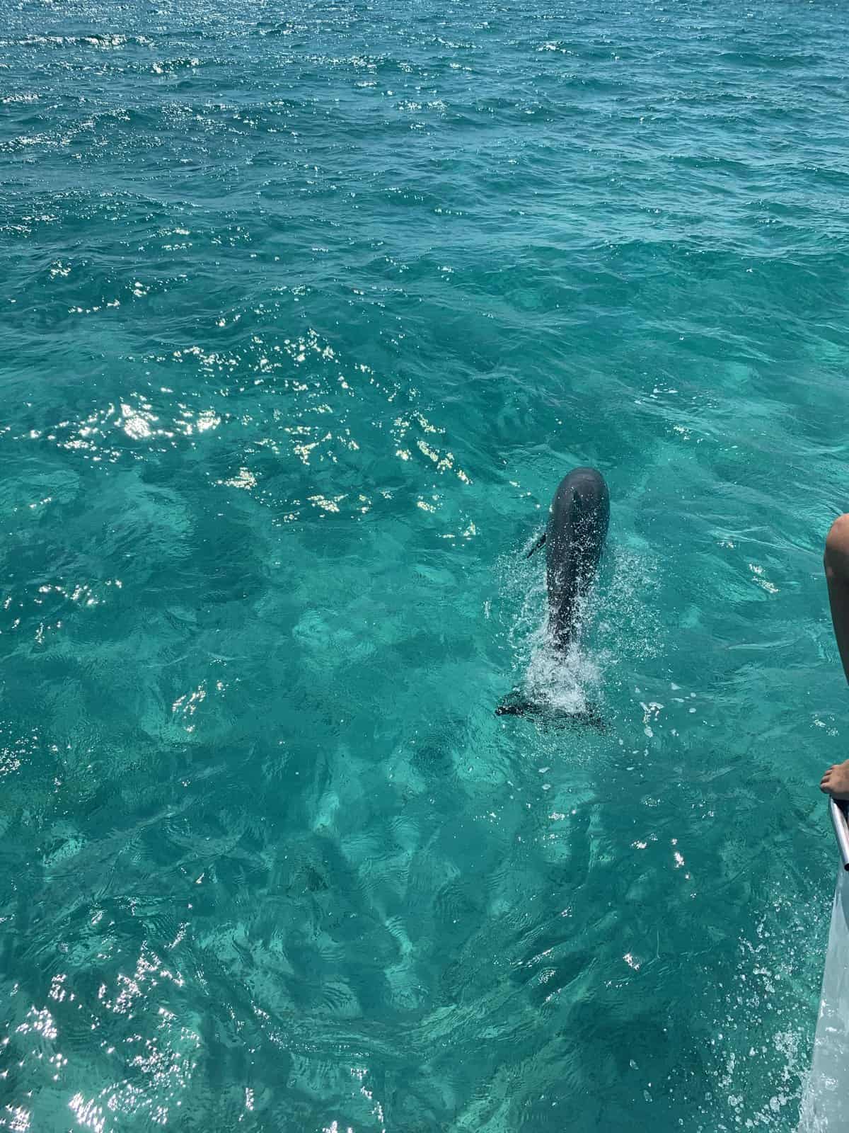 a dolphin playing with the boat