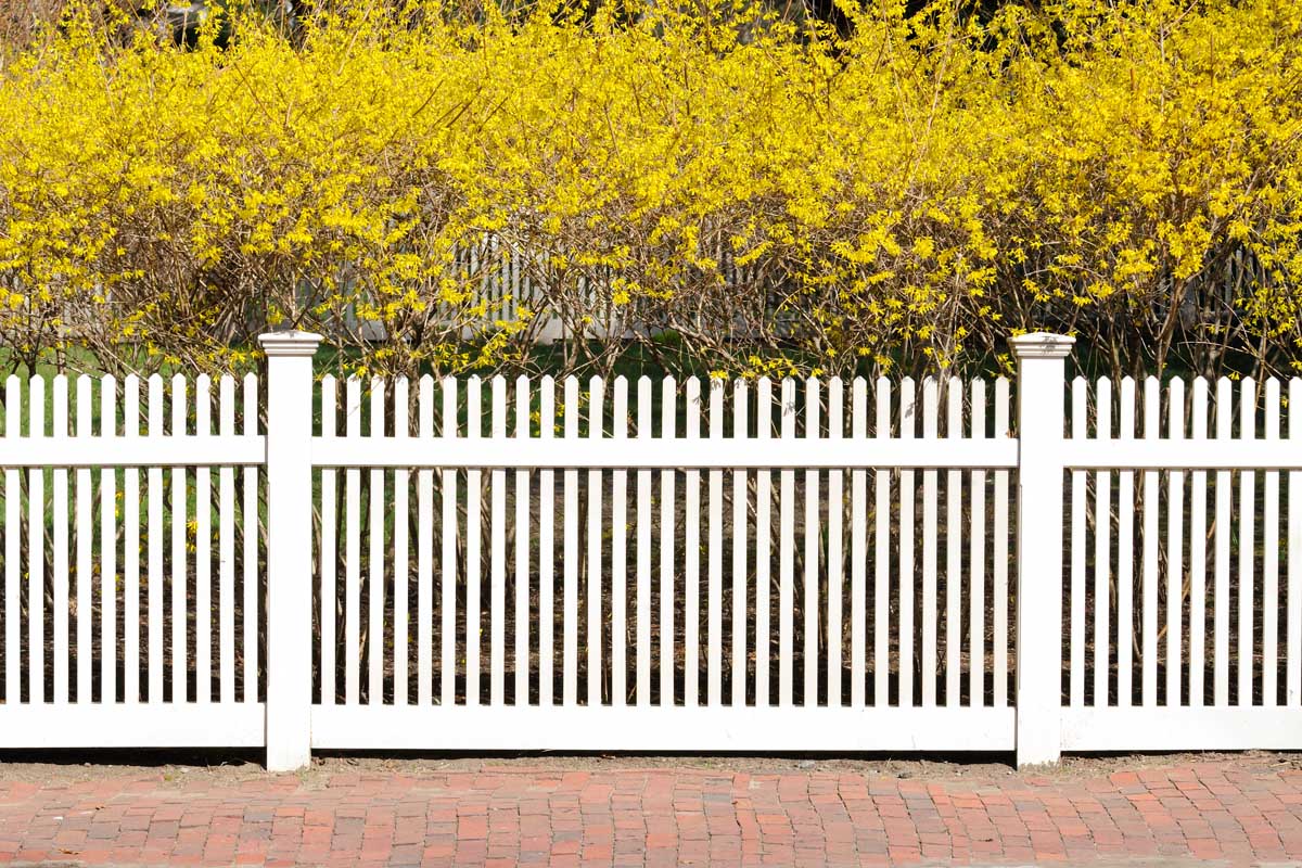 A formal hedge with bright yellow flowers growing behind a white, wooden picket fence.
