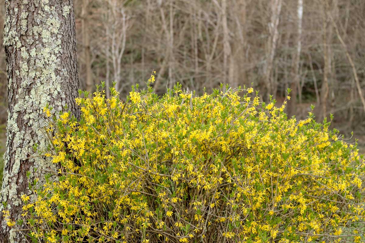 A close up of a young forsythia shrub in full bloom with bright yellow flowers, growing under a tree in a woodland location.