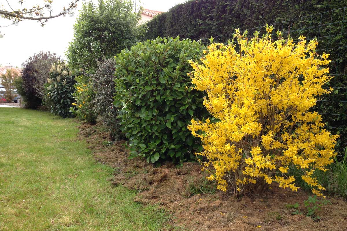 A mixed planting of ornamental shrubs to create a hedge.