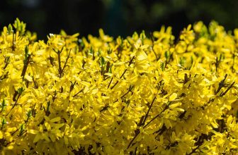 7 Tips for Growing Formal and Informal Forsythia Hedges