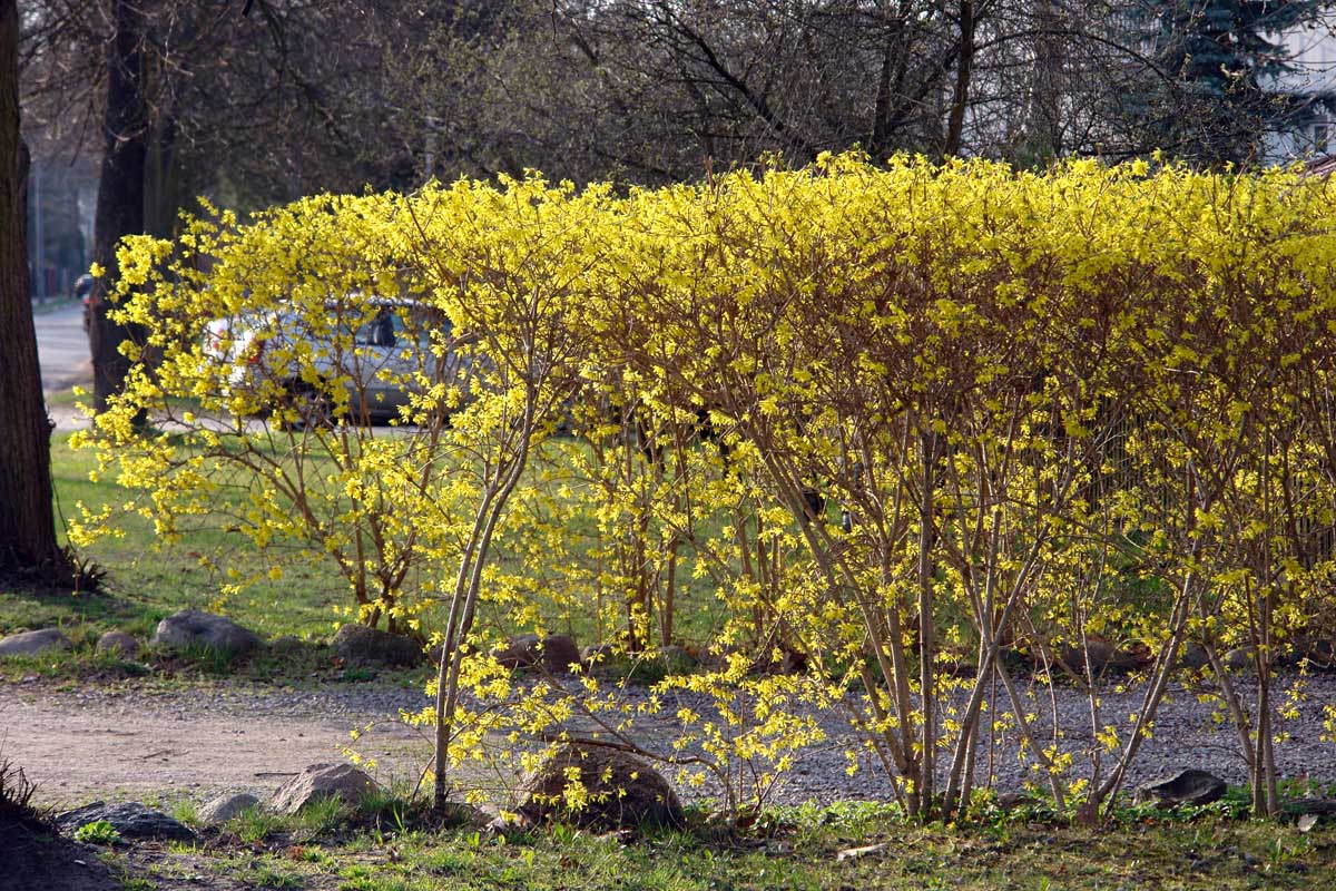 A hedge with bright yellow flowers next to a driveway, pictured in bright sunshine.
