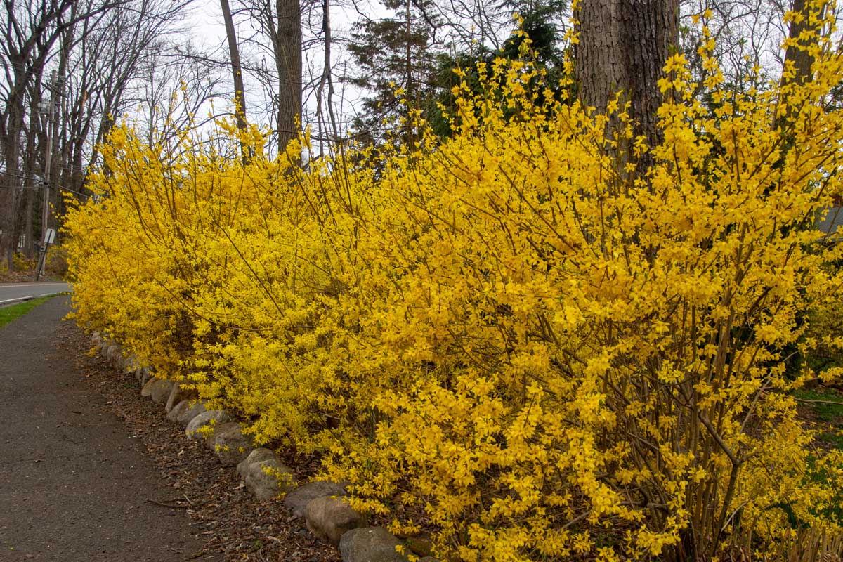An informal forsythia hedge in full bloom with bright yellow flowers growing along the side of a driveway under trees.