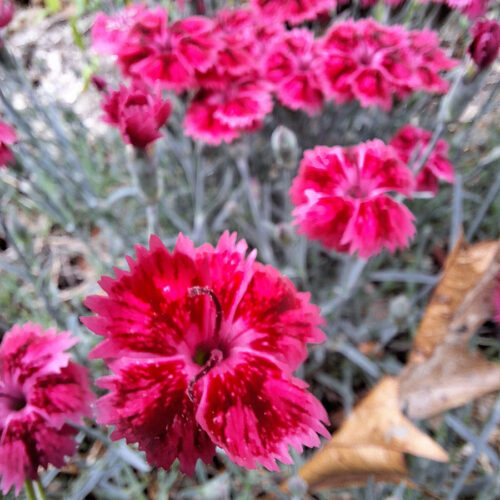 ‘Red Rouge’ pinks