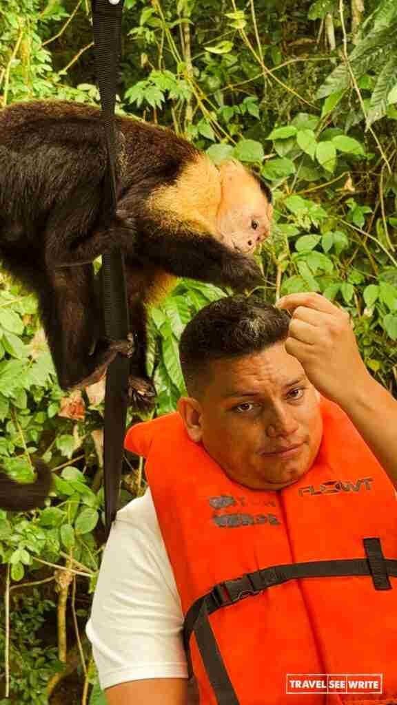 Capuchin monkeys are easy to spot on a boat tour of Lake Gatun.