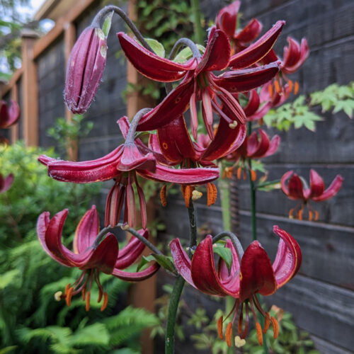 Claude Shride martagon lily