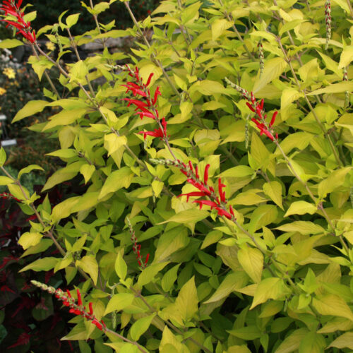 'Golden Delicious' pineapple sage
