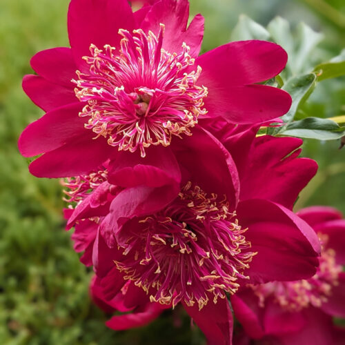 ‘Sword Dance’ peony