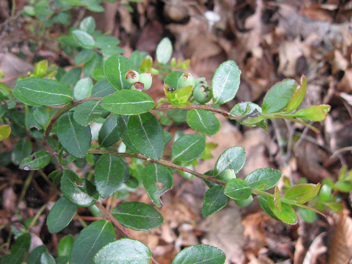 box huckleberry with berries