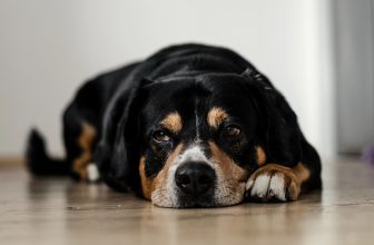 The Intense Gaze: Decoding Why Dogs Stare at You