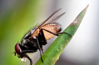 Parasitic fly target of Texas eradication efforts