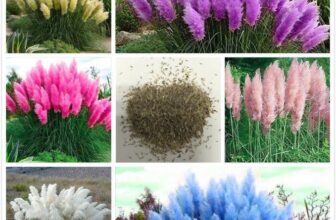 Pampas Grass Seeds Cortaderia Selloana Lawn Plant Ornamental Garden Decor