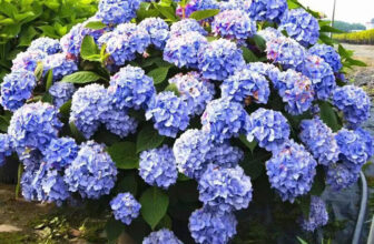 20pcs HYDRANGEA SEEDS Sowing For All Seasons Flower Seeds Beautiful Garden #