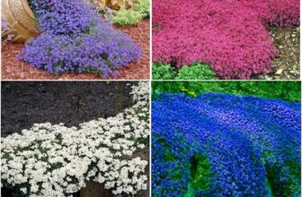 1000 Creeping Thyme Seeds Multicolored Plant Flowers Perennial Garden Seeds UK
