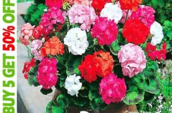 GARDEN GERANIUM MIX F2 – COLORAMA – 10 SEEDS – Pelargonium zonale BALCONY FLOWER