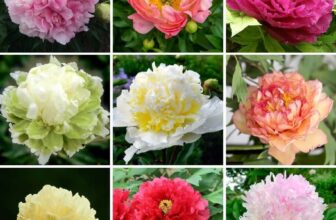 25 pcs MIXED COLOUR DOUBLE PEONY SEEDS GARDEN FLOWER FREE POSTAGE