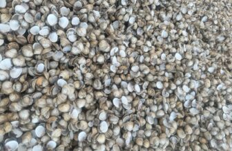 10kg Cockle Shell Mulch Plant path Dressing Drain Weed Slug Garden Border stone