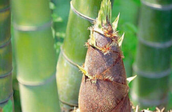 ✹100pcs Giant Green Moso Bamboo Seeds Edible Bamboo shoots Garden Plant