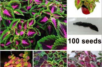 100 Purple Hosta Plant Seeds Hosta plantaginea Garden Flowers Perennials