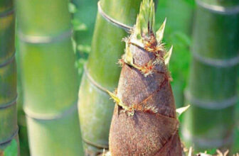 300 PCS Giant Green Moso Bamboo Seeds Edible Bamboo shoots Garden Plant UK