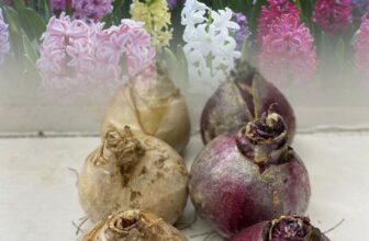 GARDEN BEDDING HYACINTH BULBS MIXED COLOURS OUTDOOR PERENNIAL