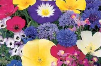 100% Wild Flower Seeds Scented NO GRASS Bee Butterfly Mix Meadow Garden Dwarf UK