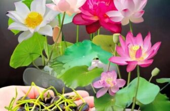 10pcs Mixed Color The Sacred Bonsai Lotus Flower Seeds Home Garden Decoration