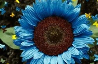 20x Midnight Oil Blue Sunflower Seeds Plants Garden Planting Colorful OB