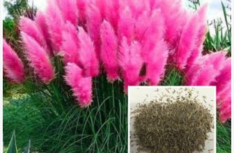 Pampas Grass 200/100 Seeds Cortaderia Selloana Ornamental Flower Garden Plants