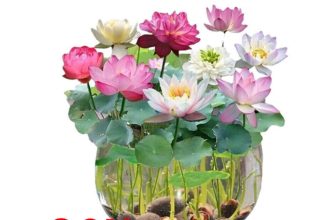 90 Seeds Lotus Mix Flower Seed Hand Picked Aquatic Plants Water Garden New UK