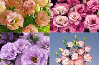 100pc Eustoma Grandiflorum Seeds Outdoor Flower Seeds Garden Yard Decor UK