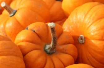 Jack Be Little Pumpkin Seeds x15 Miniature Pumpkins Garden Planting Halloween