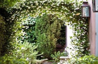 Jasmine Flower Seeds, Climbing Garden Fragrant Plant – Uk