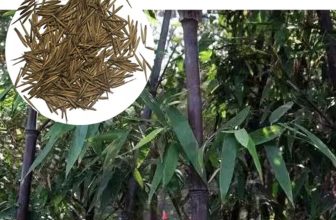 100pcs+ Black Bamboo Seeds Bambusaceae Garden Plants Home Garden Decoration UK