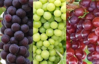 3 x Grape Vine Plant Mix – Garden Climbing Fruit  Plant Grow Your Own Grapevine