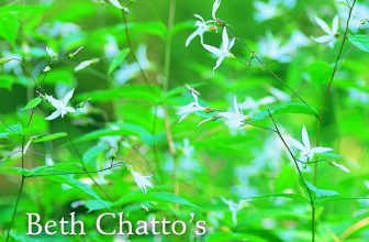 Beth Chatto’s Shade Garden Shade-Loving Plants for Year-Round Interest Pimper…