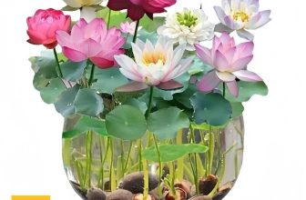 Lotus Mix Flower Seed Hand Picked Aquatic Plants Water Garden 30 Seeds UK