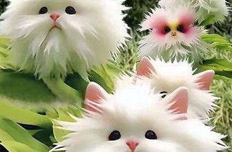 50Pcs Seeds Cute Cat Face Orchid seed Bonsai Plants Flowers For Home Garden HOT