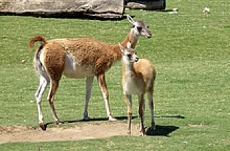 SOUTHERN GUANACO (240 x 144) Original=(3461 x 2073) (Lama guanicoe guanicoe) Guanaco austral