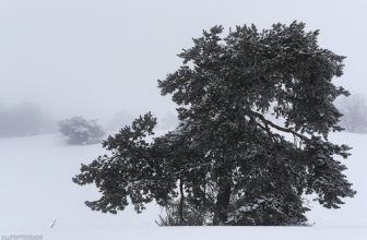 . black and white creates a strange dreamscape that color never can