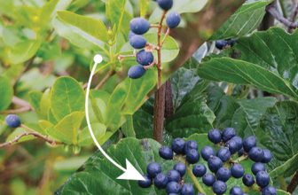 Noninvasive Alternatives to Privet Hedge