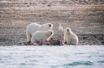 Is this place for real? Where polar bears hunt beluga whales in Arctic Canada