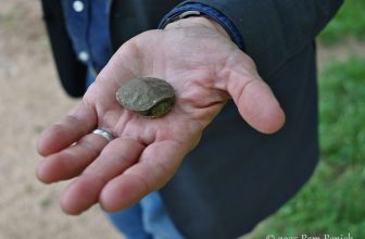 Edgeland House, where the wild things are