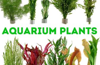 Live Aquarium Plant Stems Bunched For Tropical Fish Tanks Aquatic Assorted