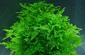 30g Java Moss SHRIMP SAFE Live Carpet Plants Aquarium Tropical Fish Tank Hide