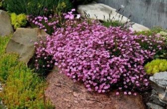GYPSOPHILA ROSE – 750 SEEDS – Gypsophila repens – MAT FORMING ROCK GARDEN FLOWER