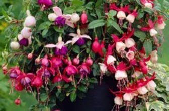 3 x Fuchsia Garden Ready Plants Collection | Hardy Outdoor Shrubs Potted Mix