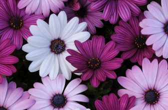 Osteospermum Berries & Cream Bedding plants 6 Garden Ready Plants.