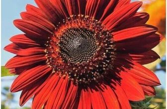 Giant Red Sunflower seeds, Helianthus Annuus Flower Seeds, Red Sun Garden Flower
