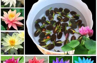 10X Seeds Lotus Mix Flower Seed Hand Picked Aquatic Plants Water Garden 2025 NEW
